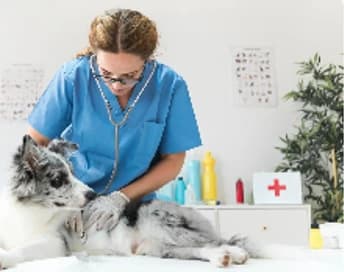 Animal Care & Products Certification